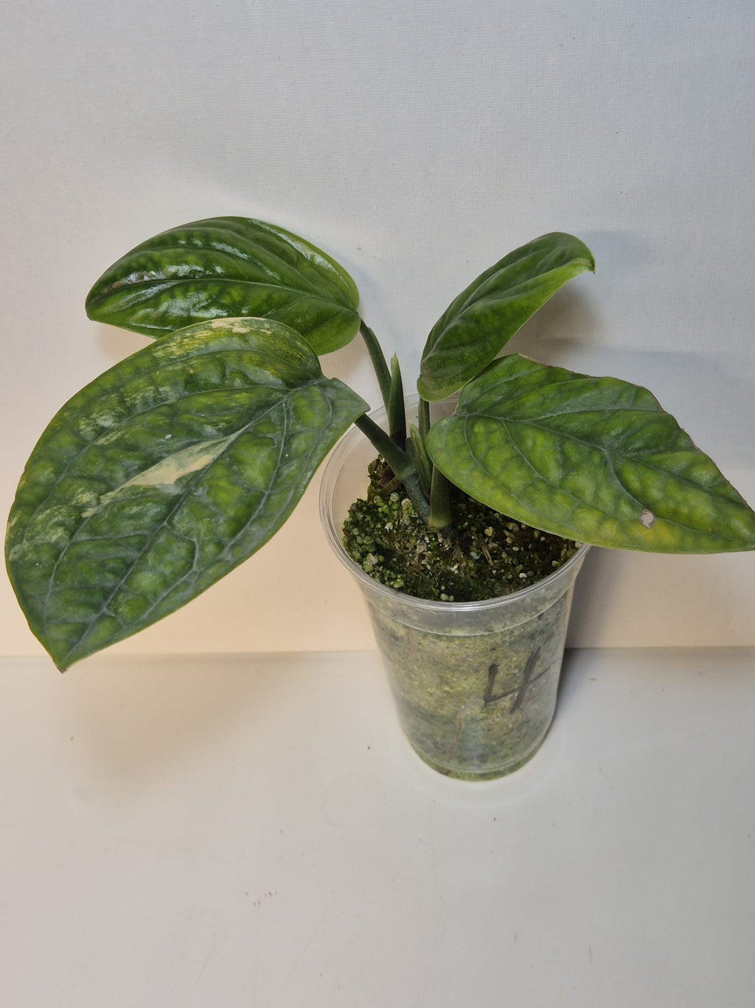 Monstera Karstenianum 'Peru' Variegata