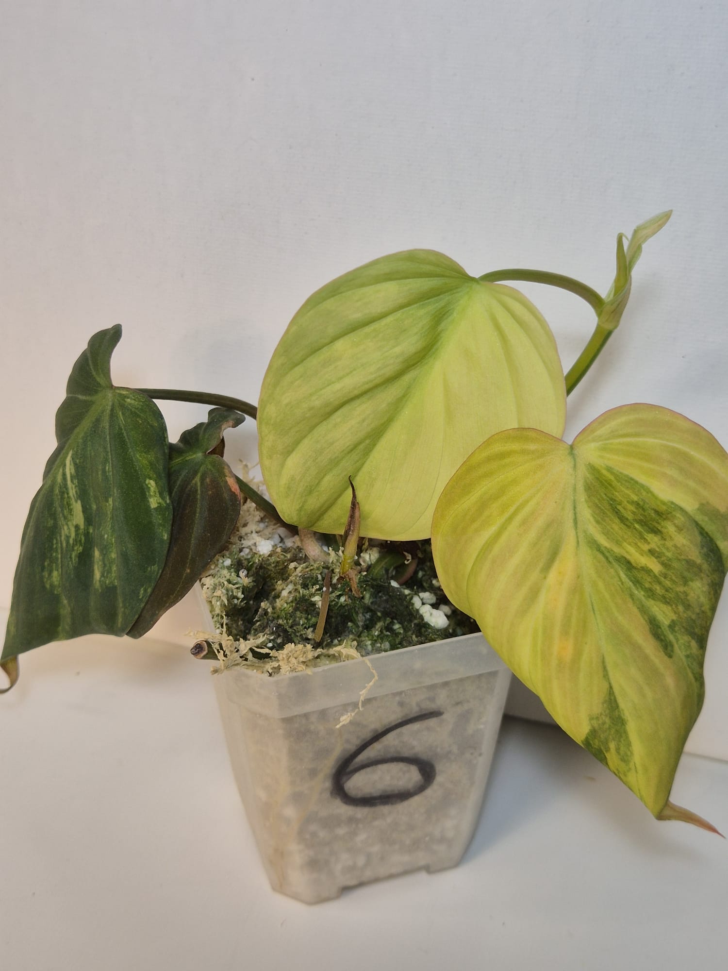 Philodendron Micans Variegata