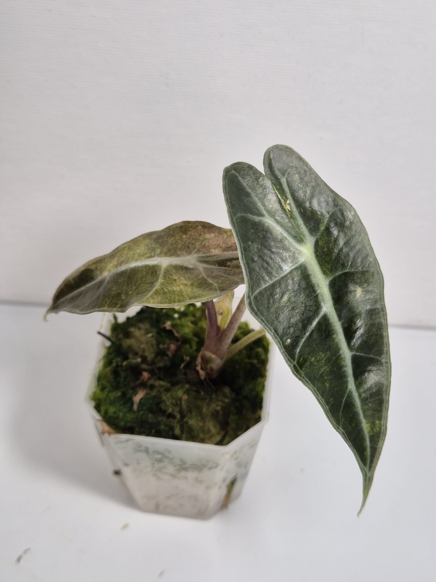 Alocasia Polly Variegata