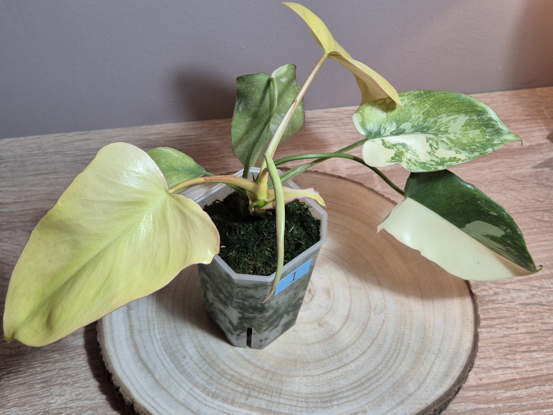 Philodendron Florida Beauty x Paraiso Verde Variegata