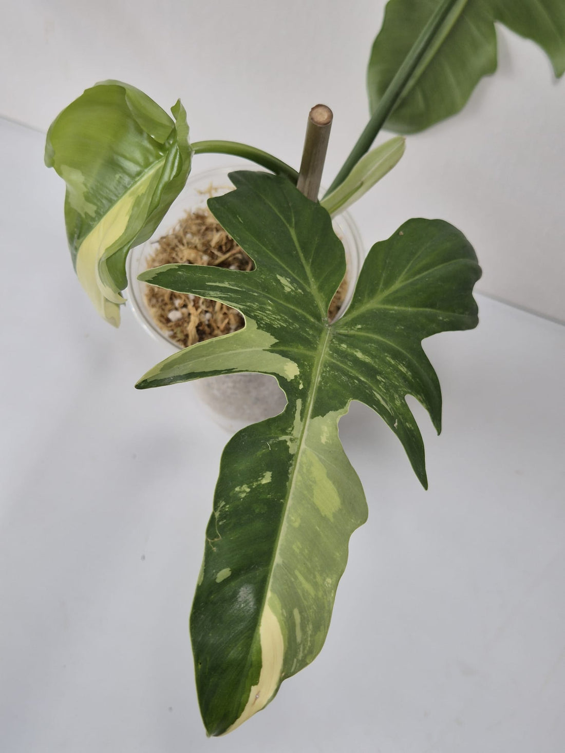 Philodendron Golden Dragon Variegata