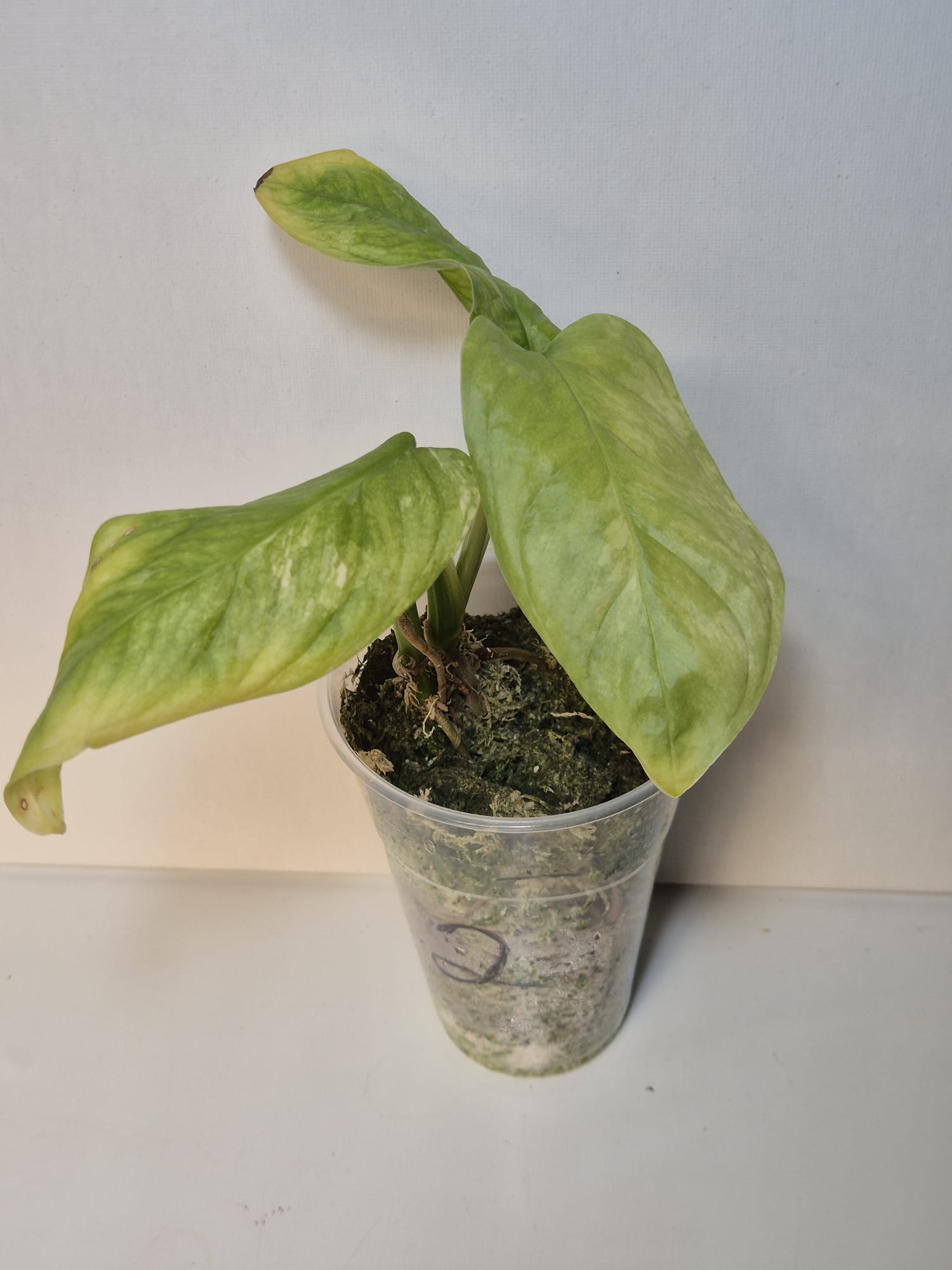 Monstera obliqua Mayuna Variegata ( klein )