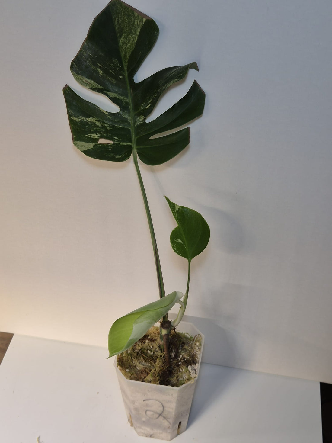 Monstera Jungle Mint ( Base )
