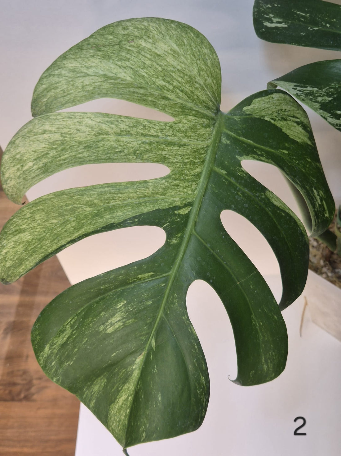 Monstera Jungle Mint – Kopfsteckling, gut etabliert