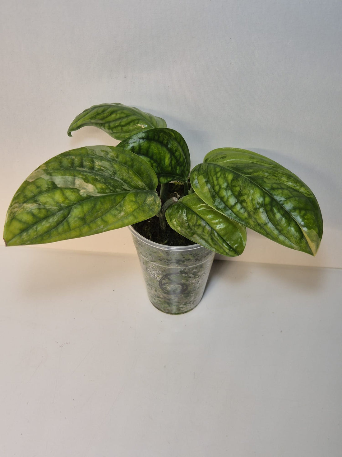 Monstera Karstenianum 'Peru' Variegata