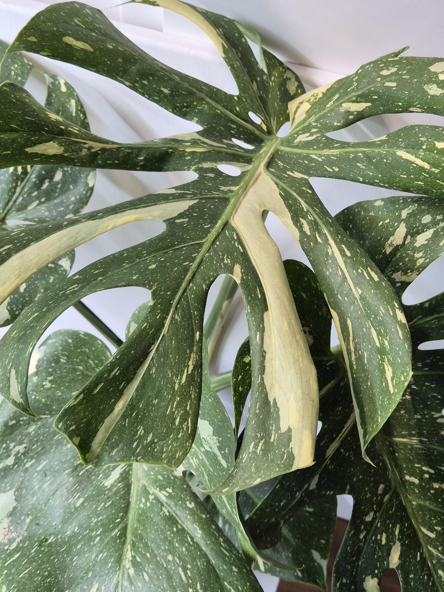 Monstera Thai Constellation