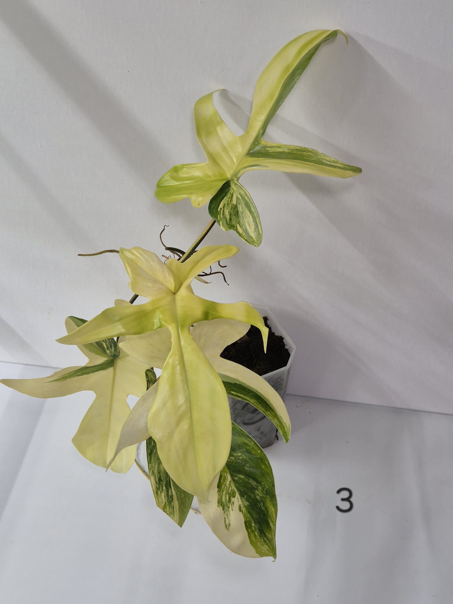 Philodendron Florida Beauty Variegata – Stecklinge + ganze Pflanzen mit attraktiver Panaschierung