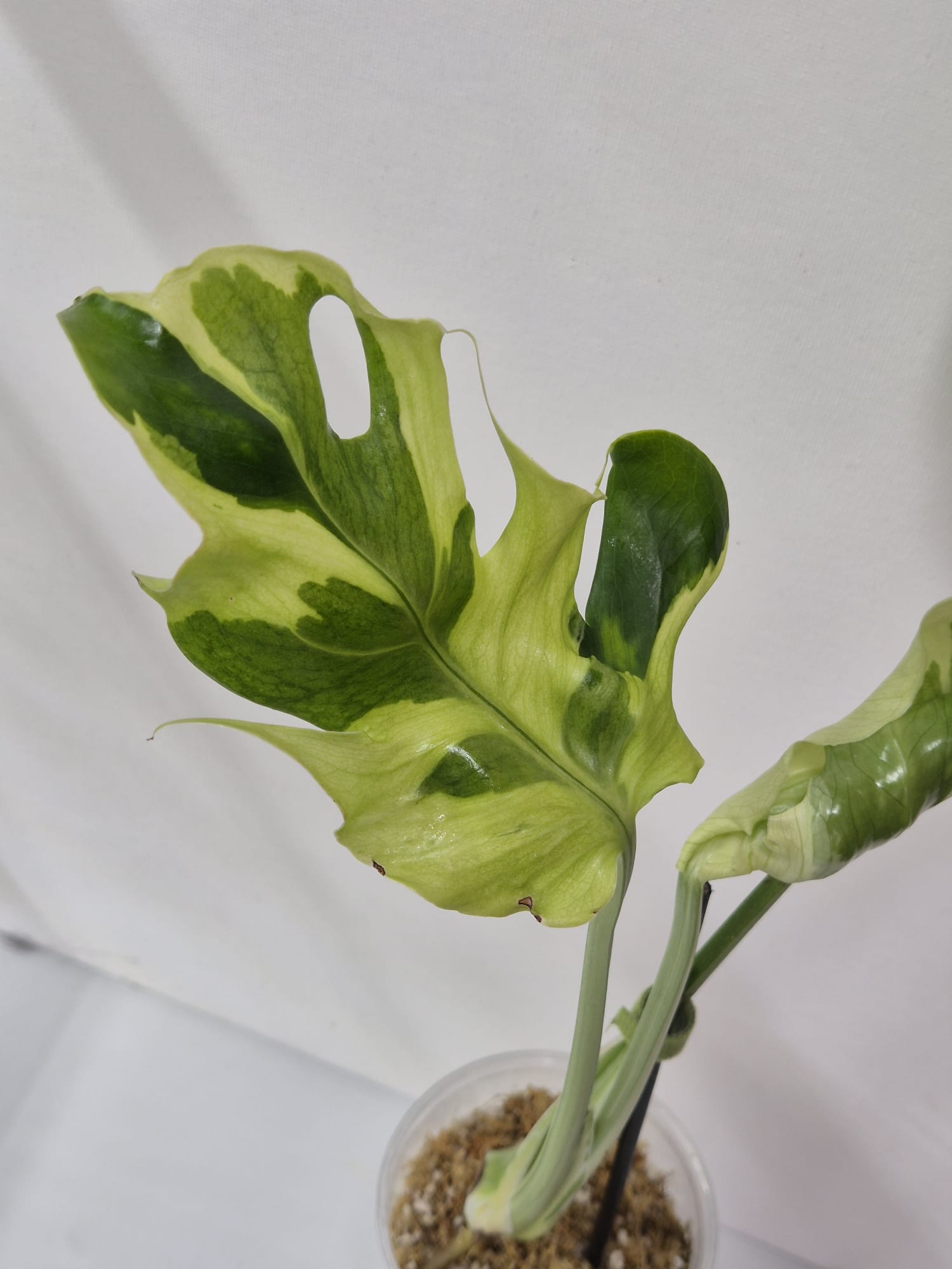 Monstera Flamicito – Kopfsteckling