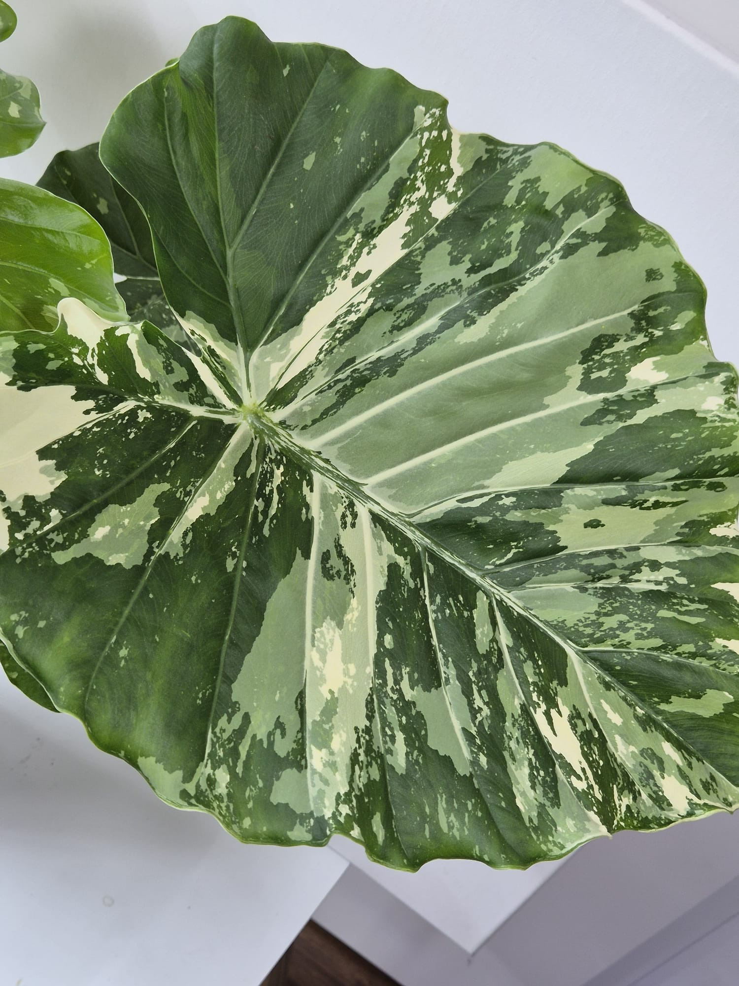 Alocasia Gageana Albo Variegata XL – Tropisches Blattstatement mit weißer Panaschierung