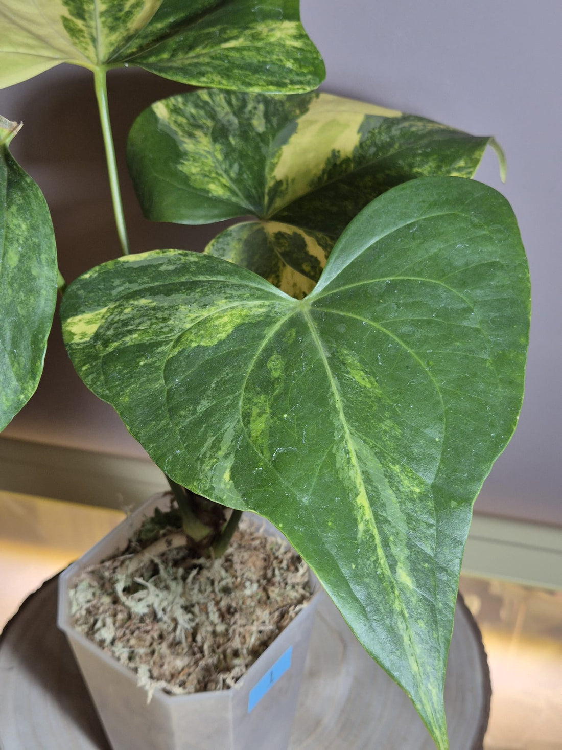 Anthurium Pterodactyl Variegata