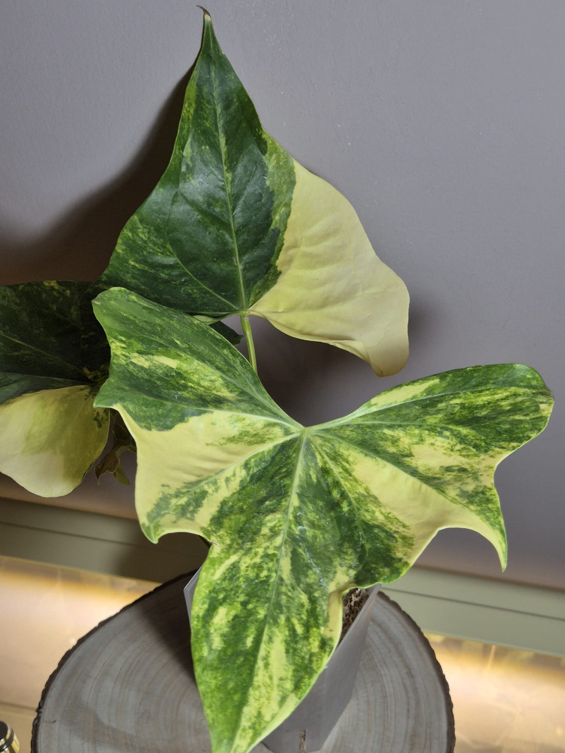 Anthurium Pterodactyl Variegata