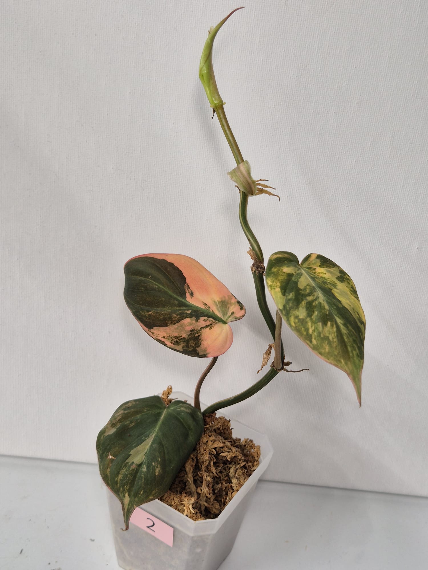 Philodendron Micans Pink Variegata – Samtweiche Blätter mit zartem Rosa