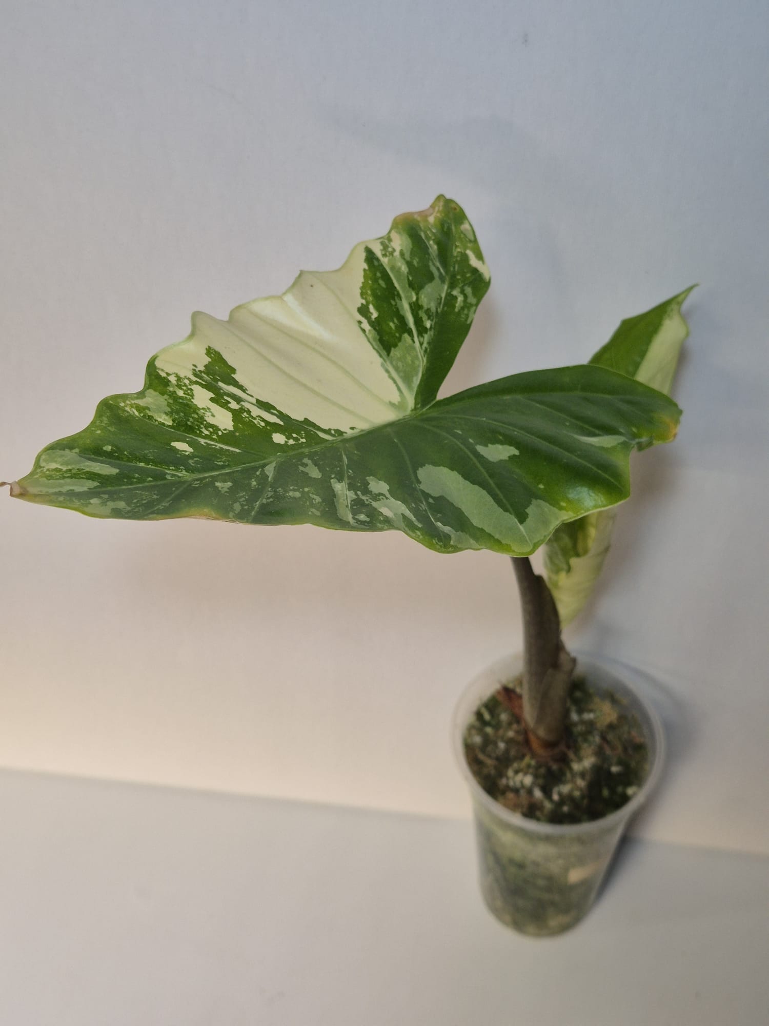 Alocasia Low Rider Albo Variegata