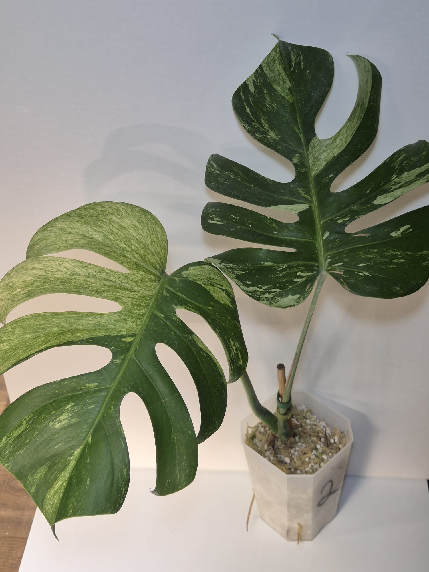 Monstera Jungle Mint – Kopfsteckling, gut etabliert