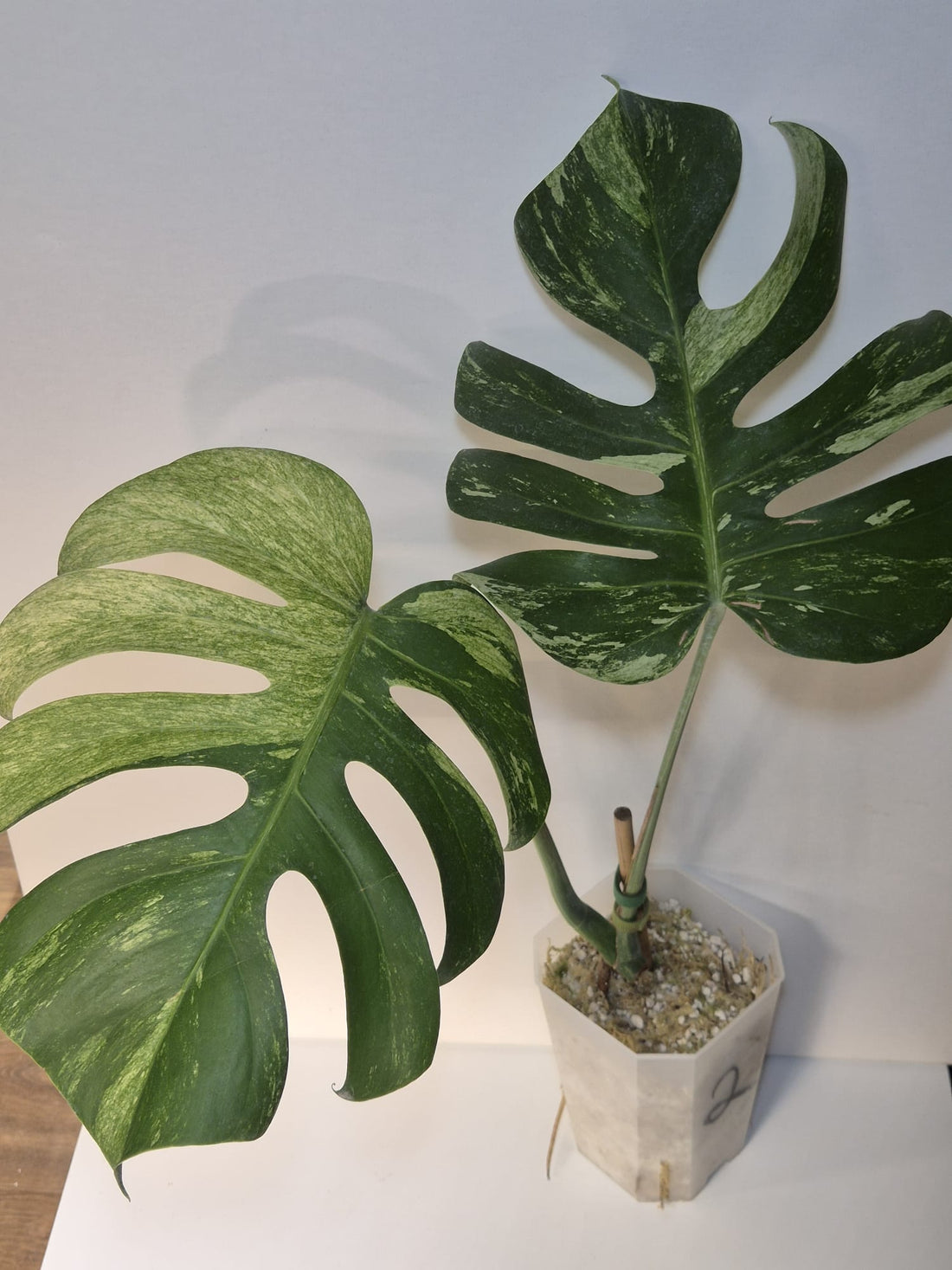 Monstera Jungle Mint – Kopfsteckling, gut etabliert