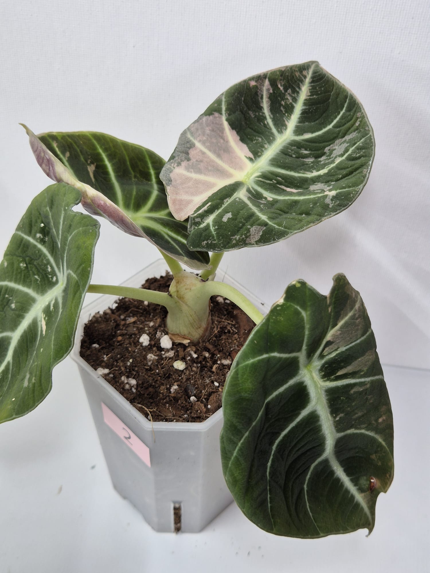 Alocasia Black Velvet kaufen, Alocasia Pink Variegata, seltene Zimmerpflanze, Alocasia mit rosa Muster, exotische Sammlerpflanze, Rarität Alocasia