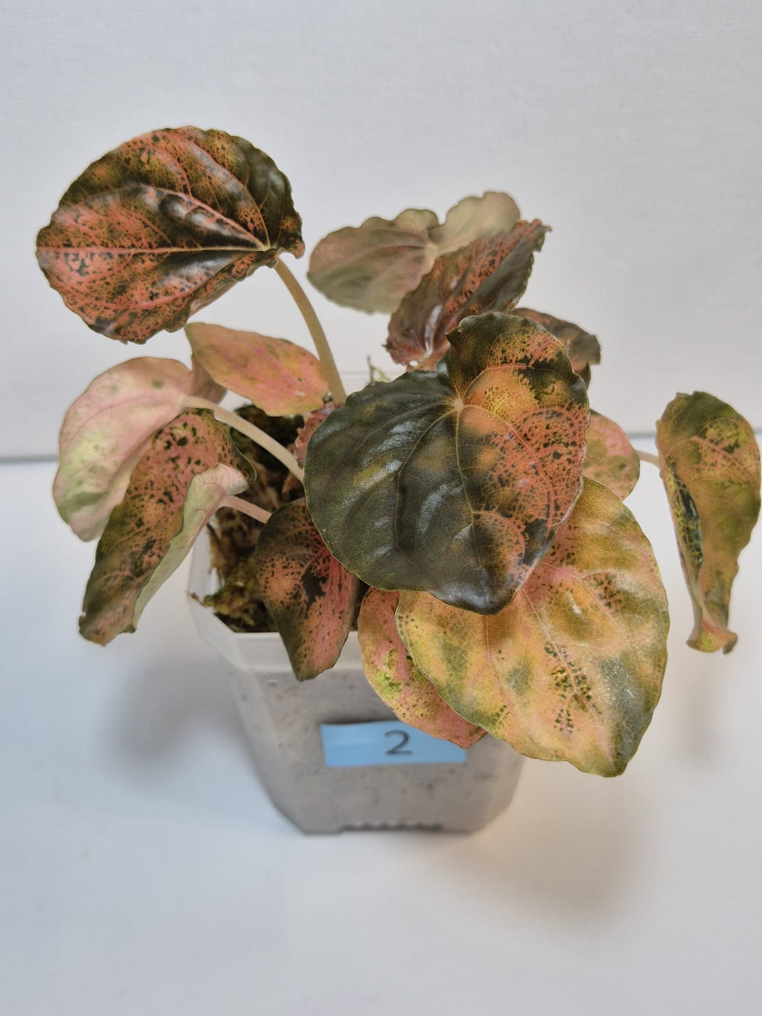 Peperomia Pink Lady