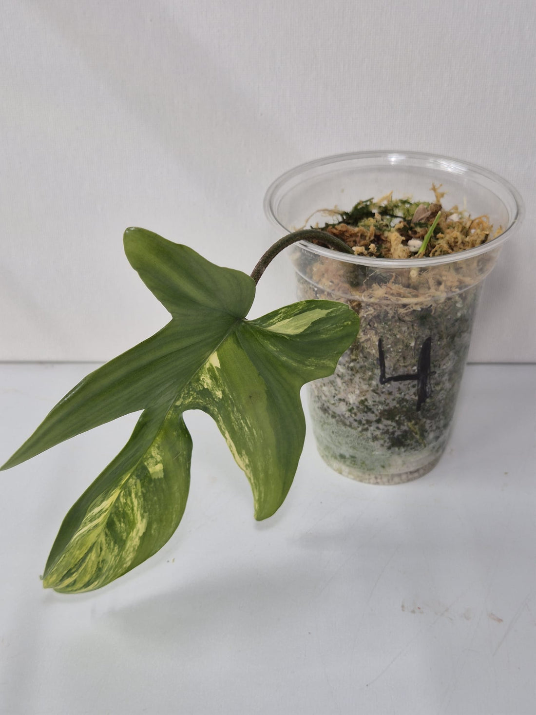 Philodendron Florida Beauty Variegata – Kopfstecklinge mit attraktiver Panaschierung