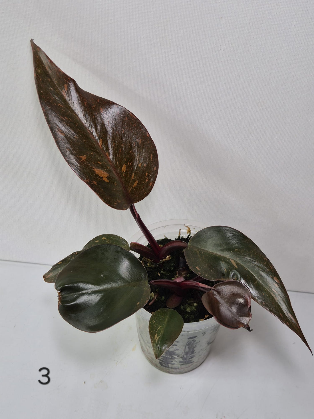 Philodendron Orange Princess Variegata Stecklinge