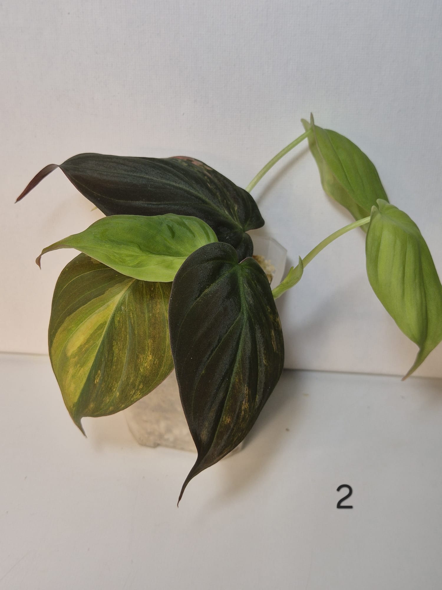 Philodendron Micans Variegata