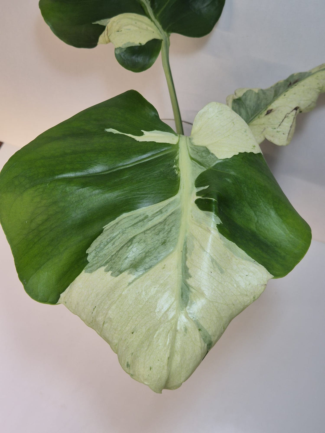 Monstera Deliciosa „Masterpiece“ (Indo)