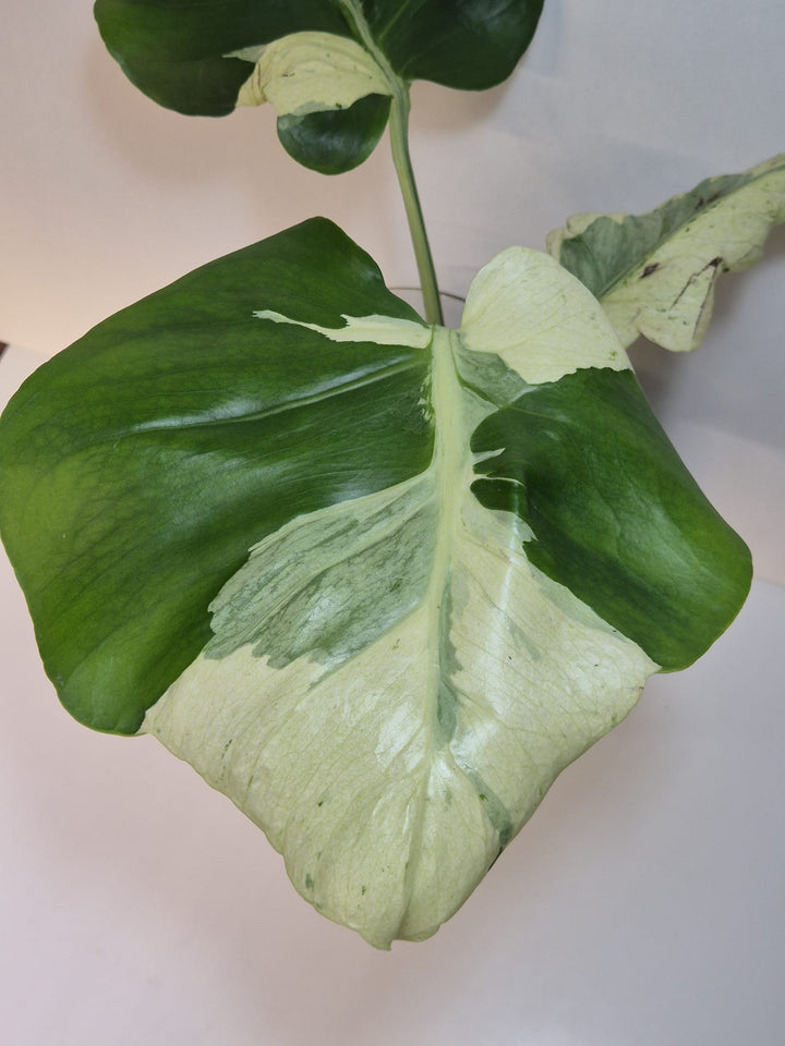 Monstera Deliciosa „Masterpiece“ (Indo)