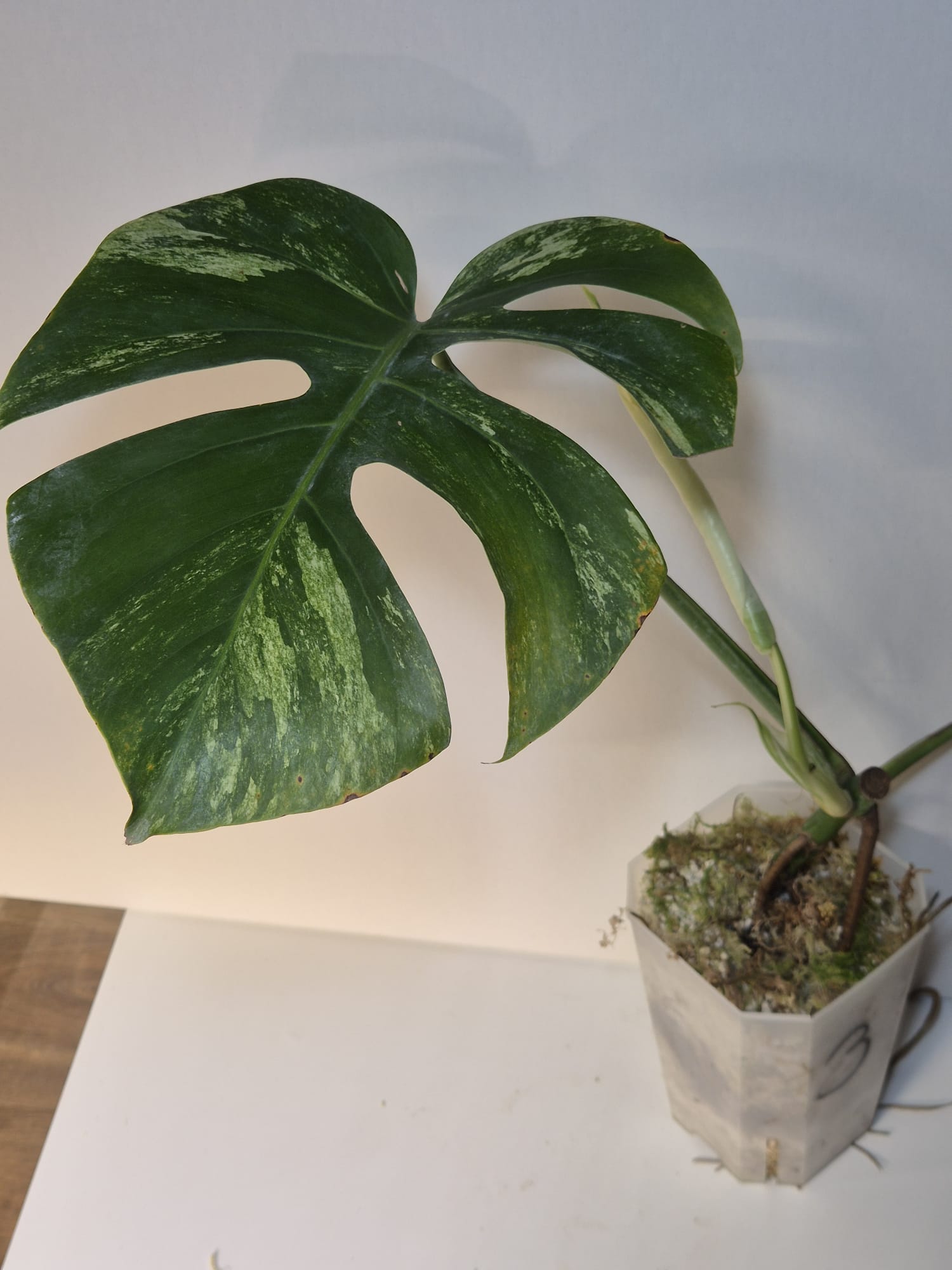 Monstera Jungle Mint ( Base )