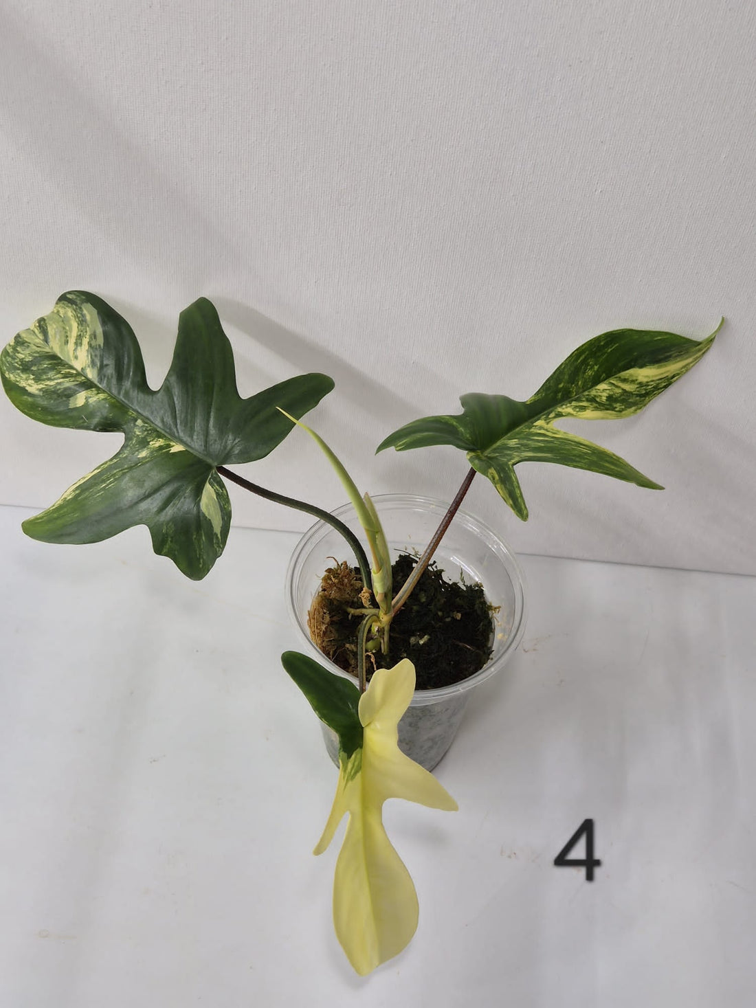 Philodendron Florida Beauty Variegata – Kopfstecklinge mit attraktiver Panaschierung