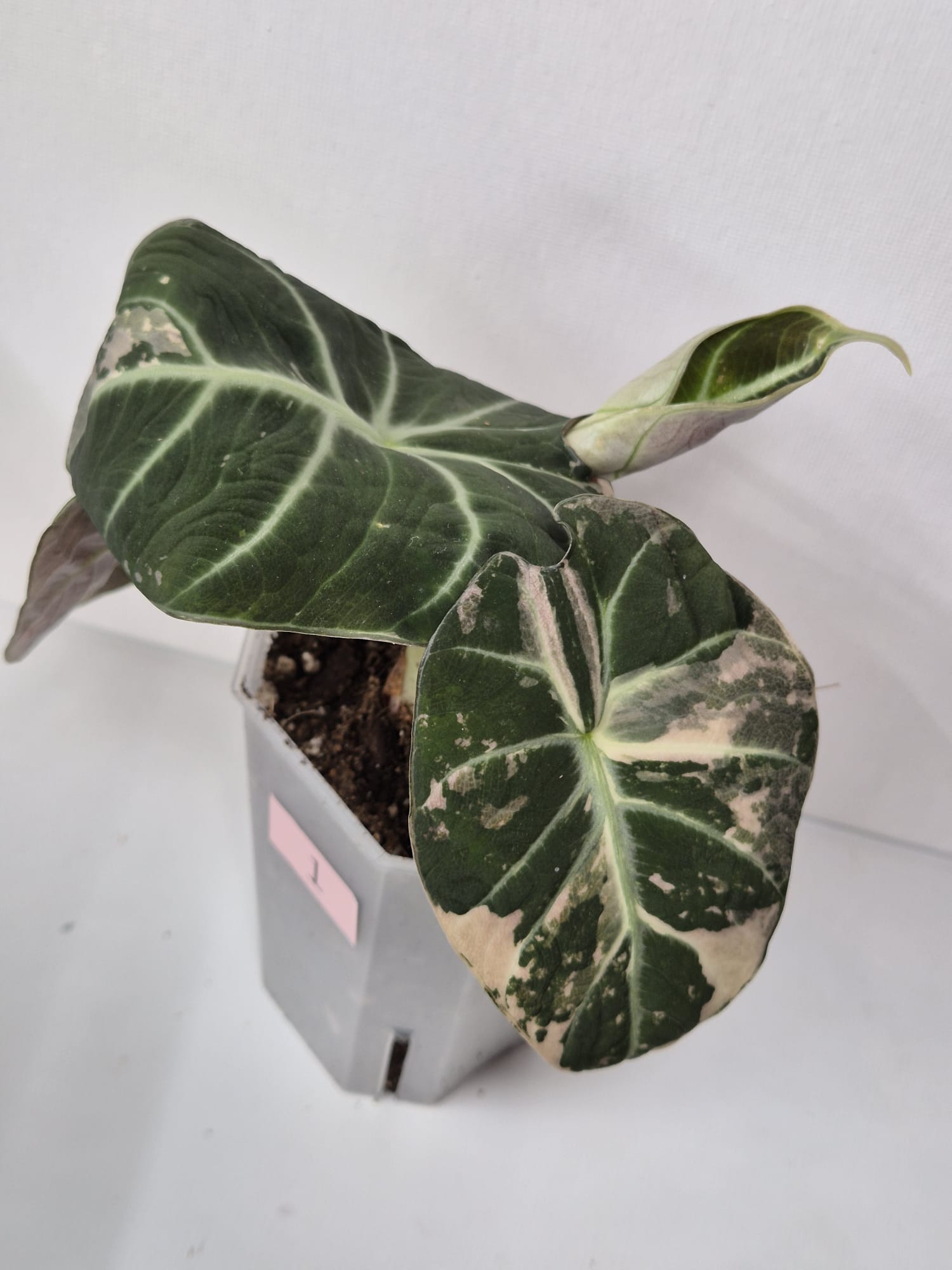 Alocasia Black Velvet kaufen, Alocasia Pink Variegata, seltene Zimmerpflanze, Alocasia mit rosa Muster, exotische Sammlerpflanze, Rarität Alocasia