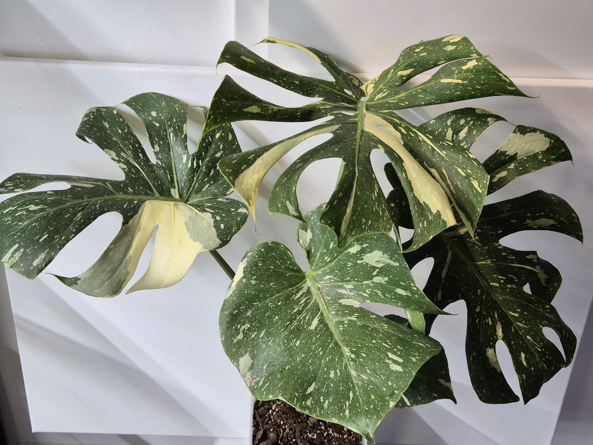 Monstera Thai Constellation