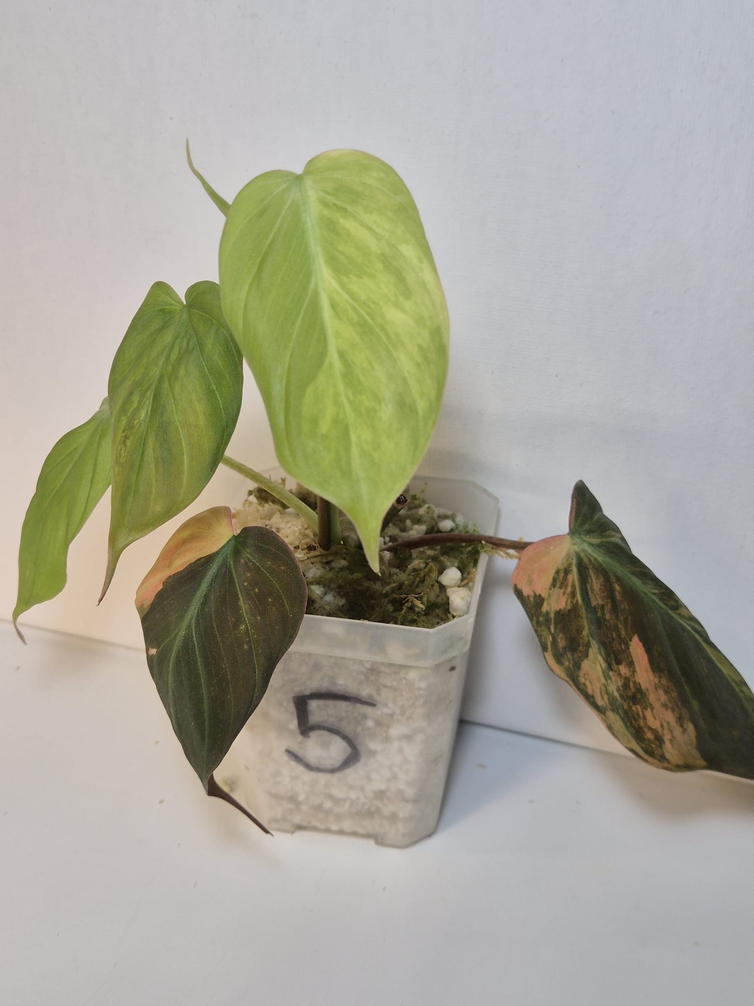 Philodendron Micans Variegata