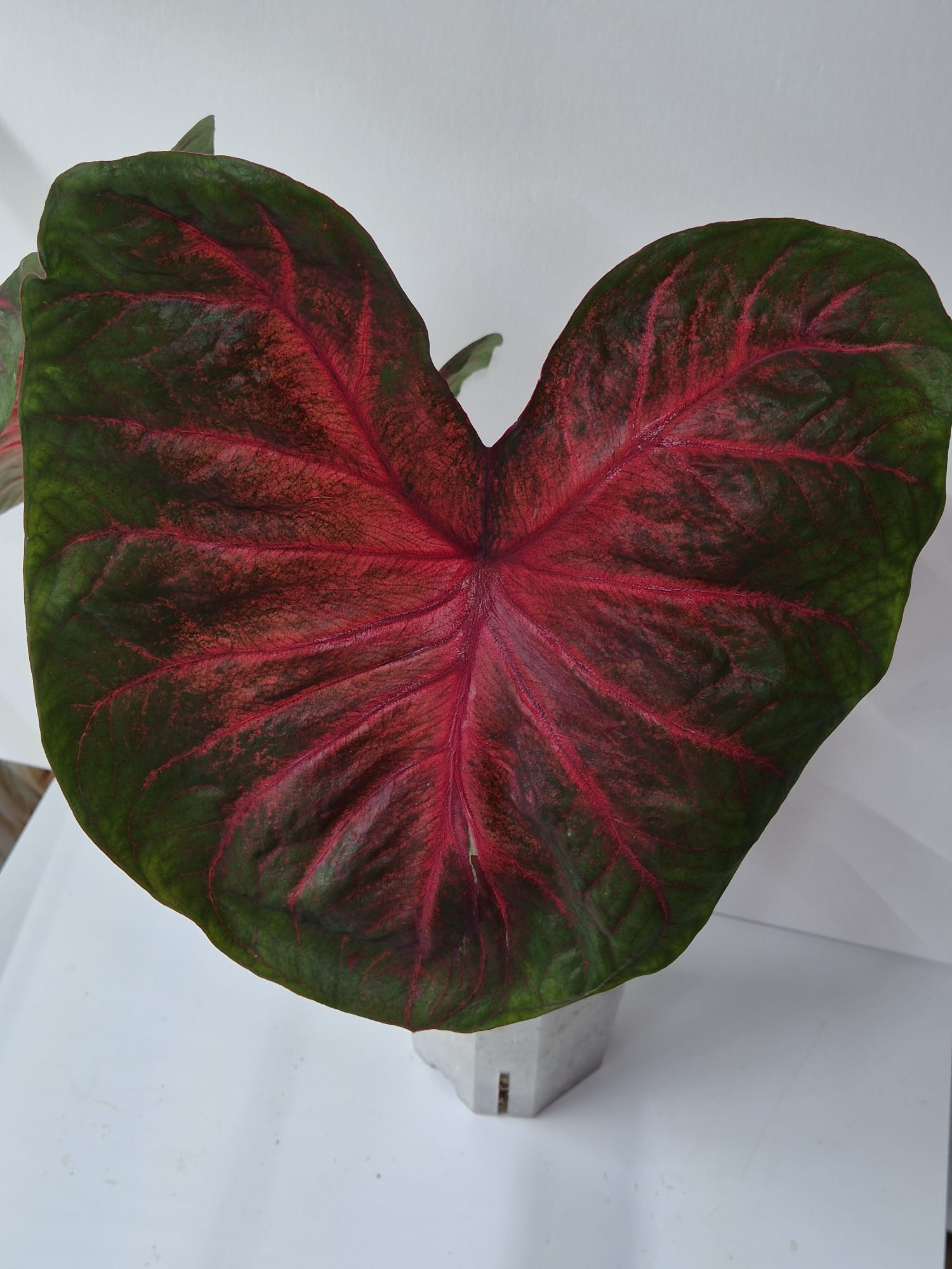 Caladium John Peed – Farbenfrohes Blattspiel in Rot und Grün