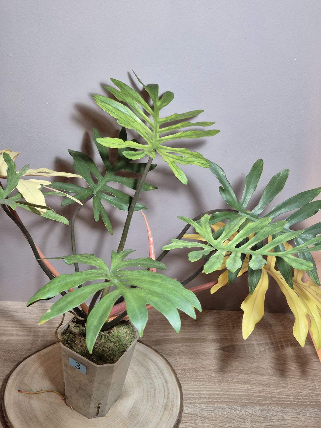 Philodendron Squamiferum x Mayoi