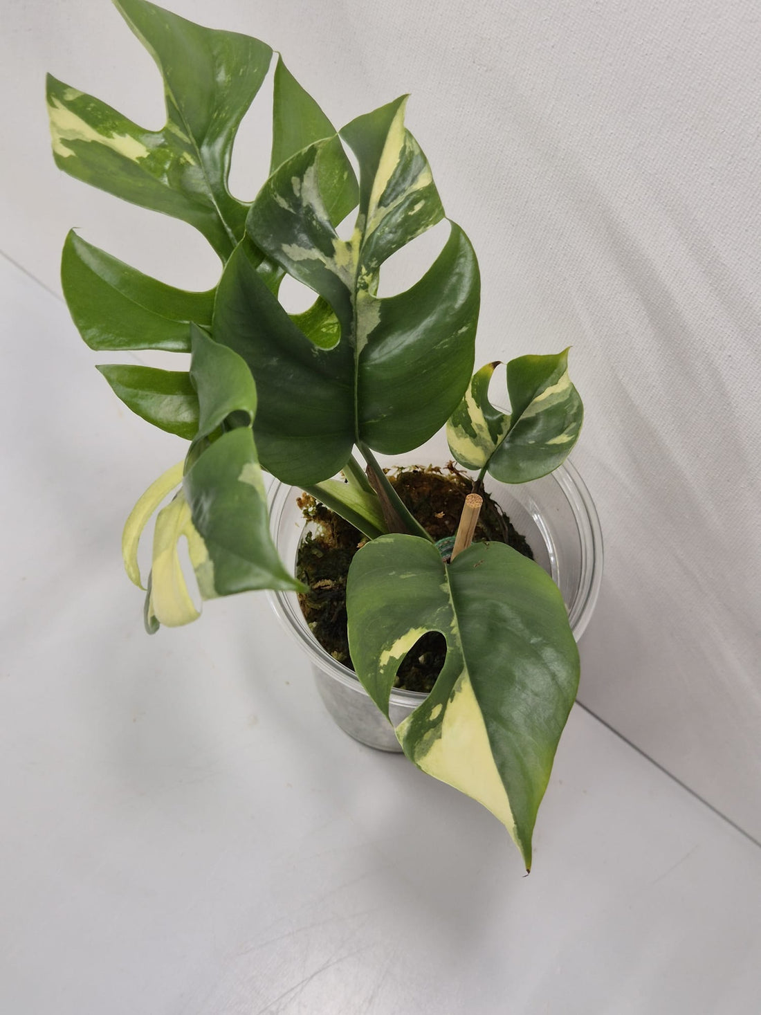 Rhaphidophora tetrasperma variegata – Monstera Minima Variegata