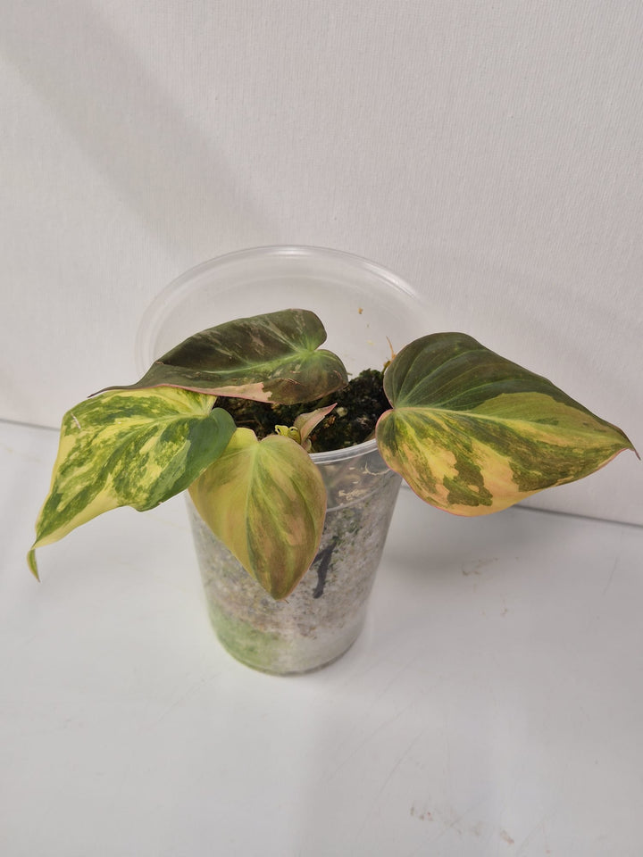 Philodendron Micans Aurea/Pink Variegata