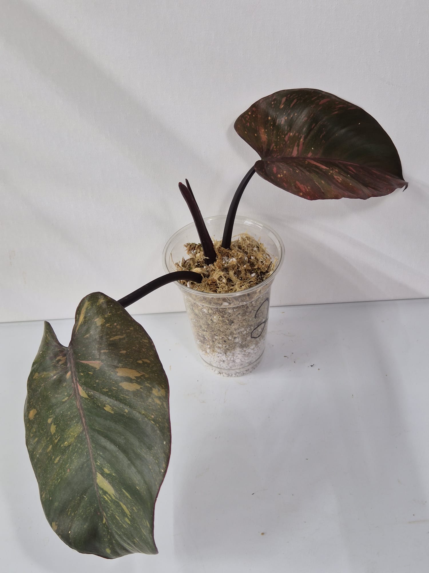 Philodendron Orange Princess Variegata – Kopfsteckling mit attraktiver Panaschierung