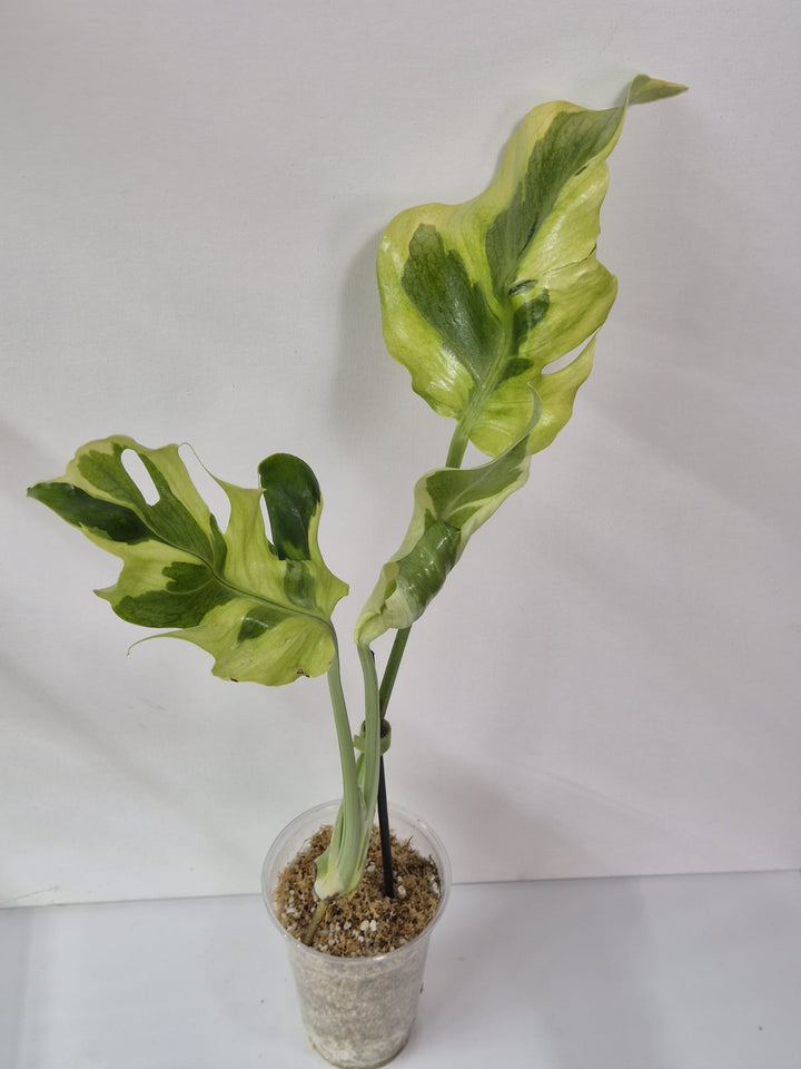 Monstera Flamicito – Kopfsteckling