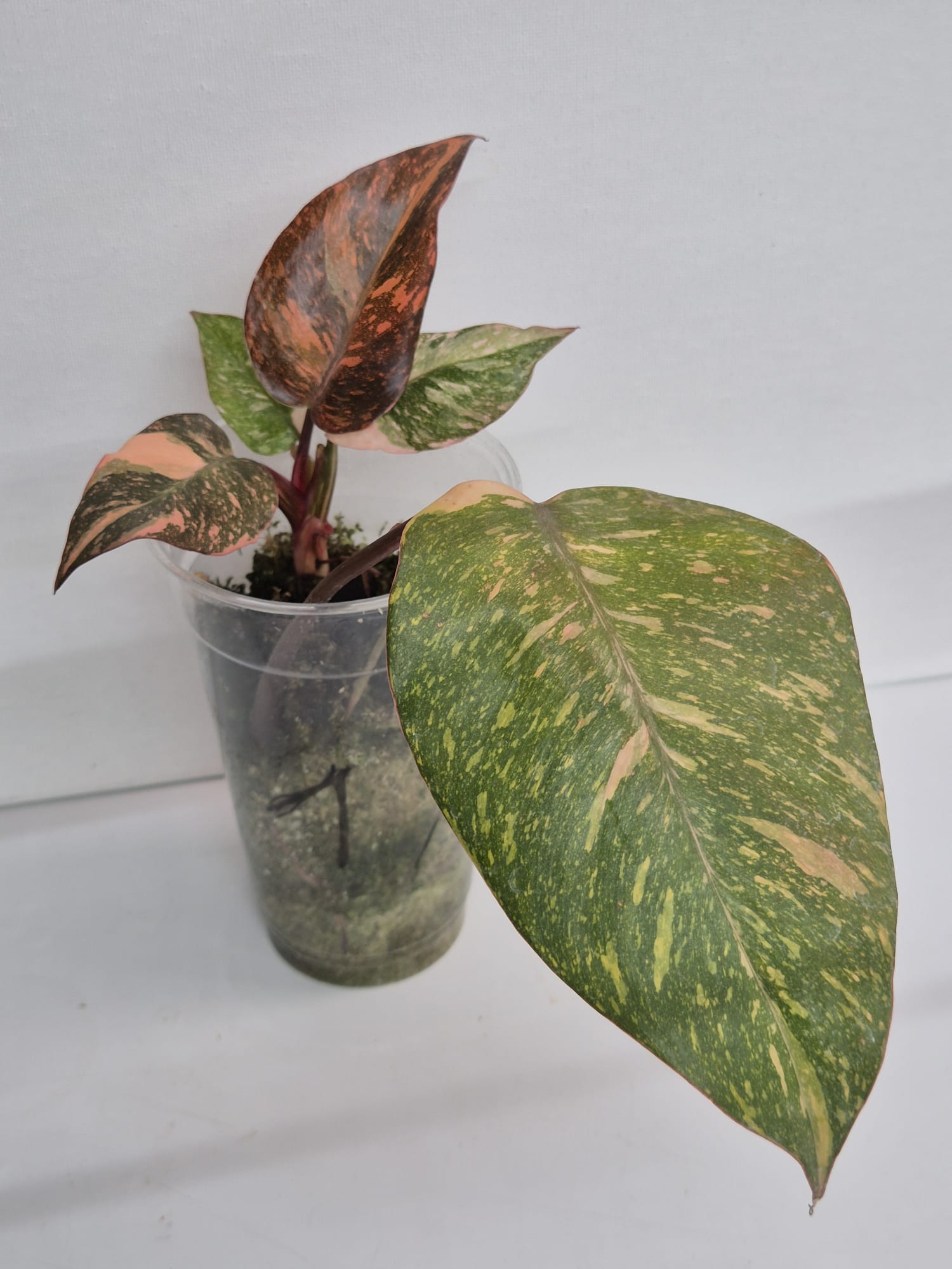 Philodendron Orange Princess Galaxy Variegata