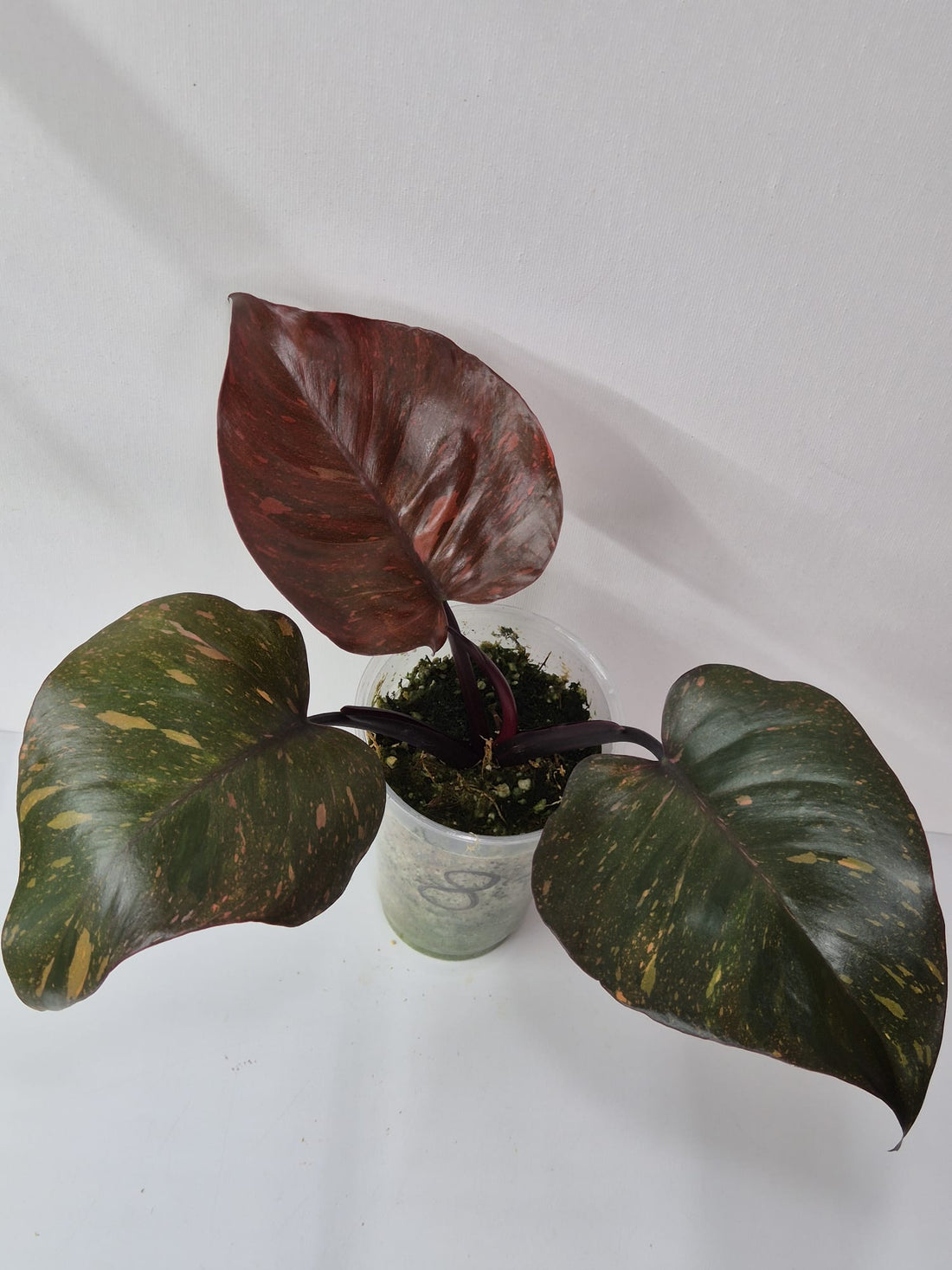 Philodendron Orange Princess Variegata Stecklinge