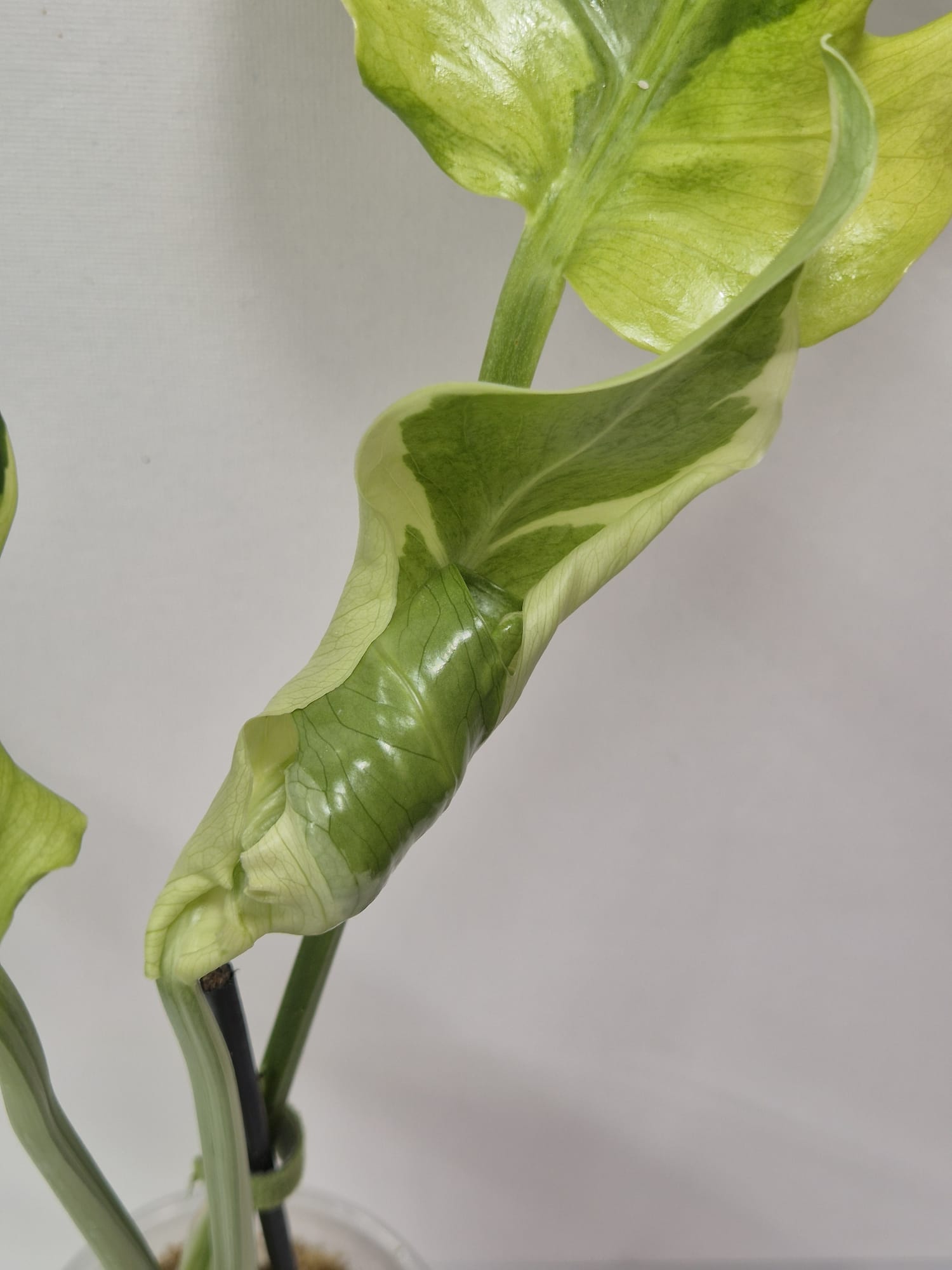 Monstera Flamicito – Kopfsteckling