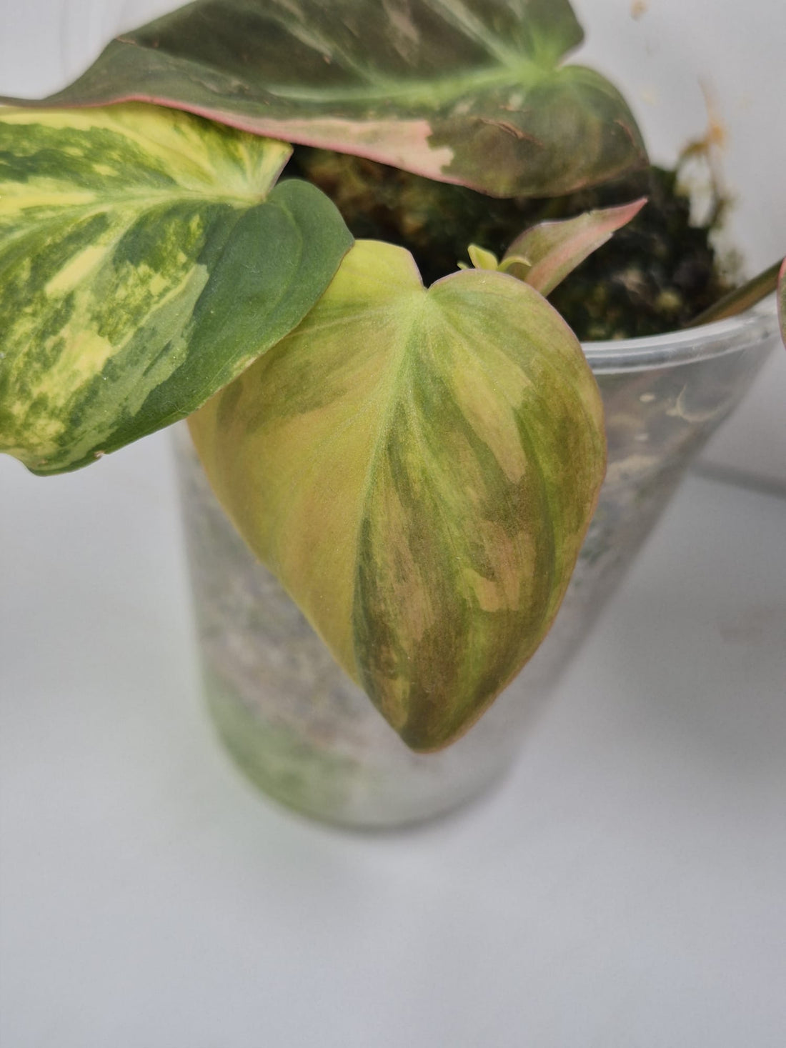 Philodendron Micans Aurea/Pink Variegata