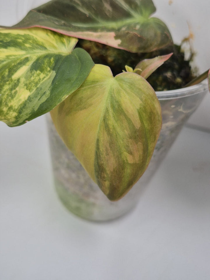 Philodendron Micans Aurea/Pink Variegata