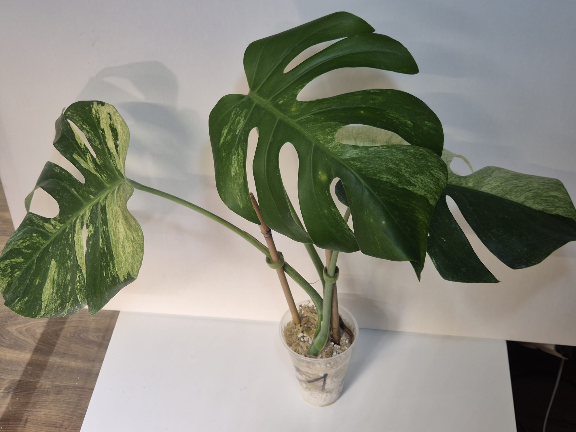 Monstera Jungle Mint – Kopfsteckling, gut etabliert