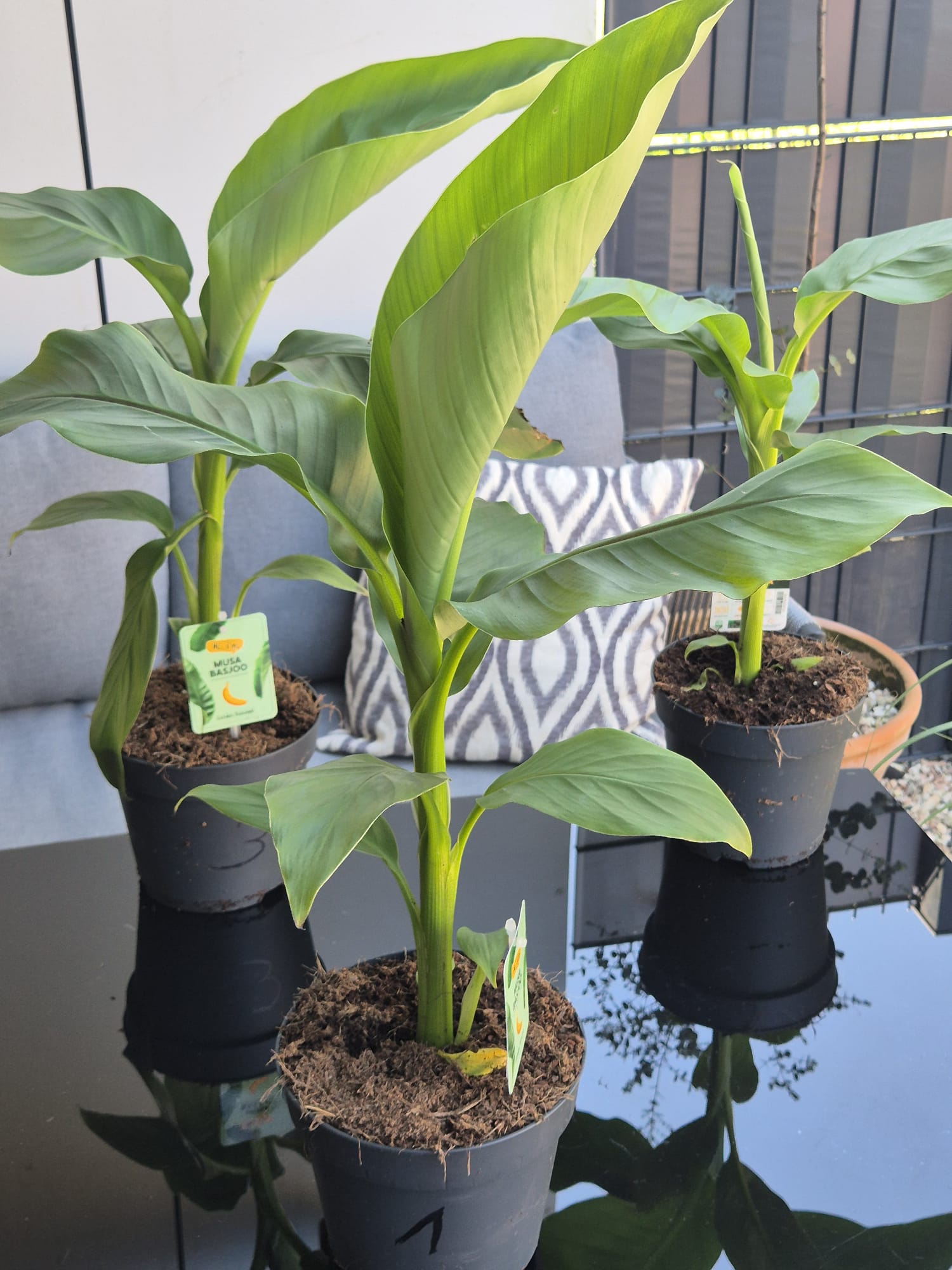 Musa Basjoo kaufen, winterharte Banane, Bananenpflanze Garten, exotische Pflanzen winterhart, Bananenstaude online kaufen, tropische Pflanzen für Terrasse