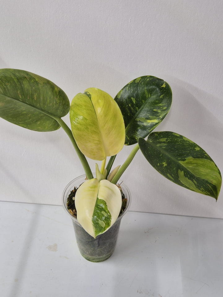 Philodendron Green Congo Variegata high Variegata