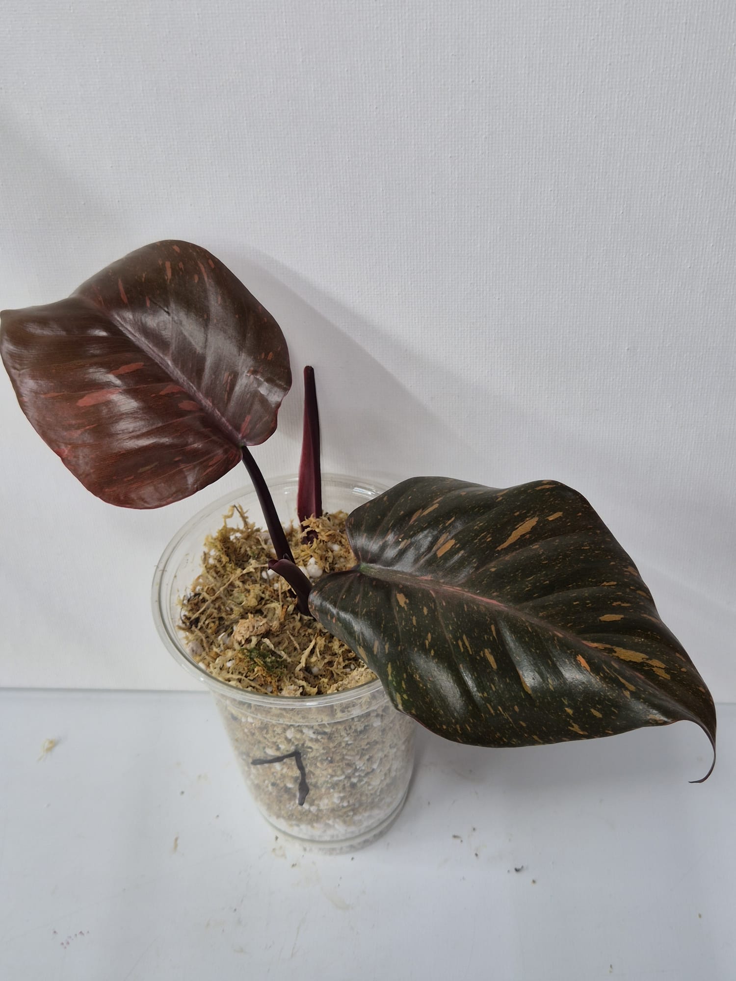 Philodendron Orange Princess Variegata – Kopfsteckling mit attraktiver Panaschierung