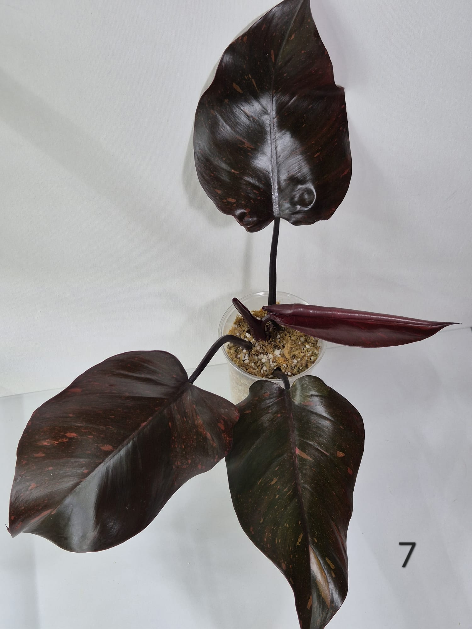 Philodendron Orange Princess Variegata Stecklinge