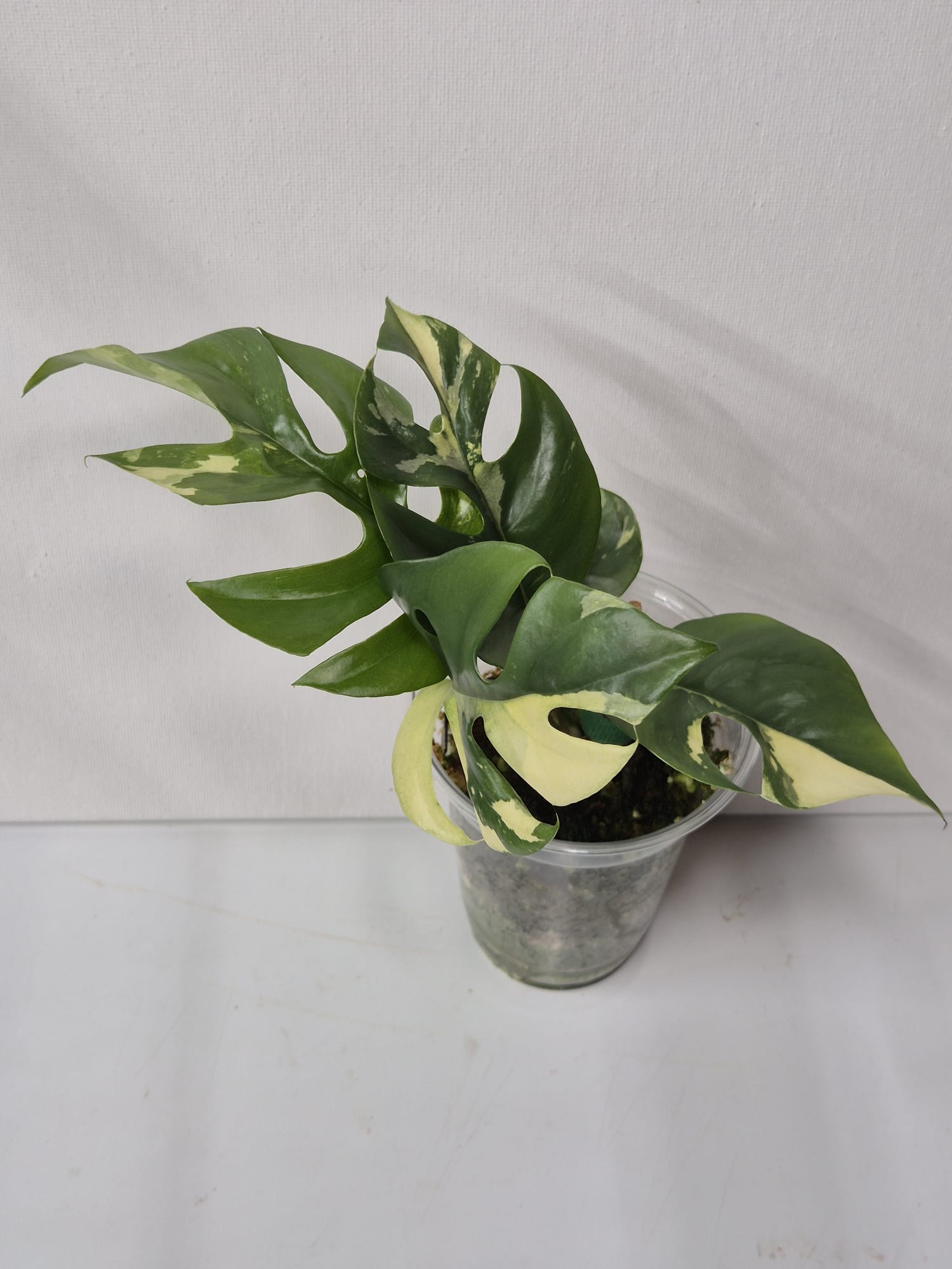 Rhaphidophora tetrasperma variegata – Monstera Minima Variegata