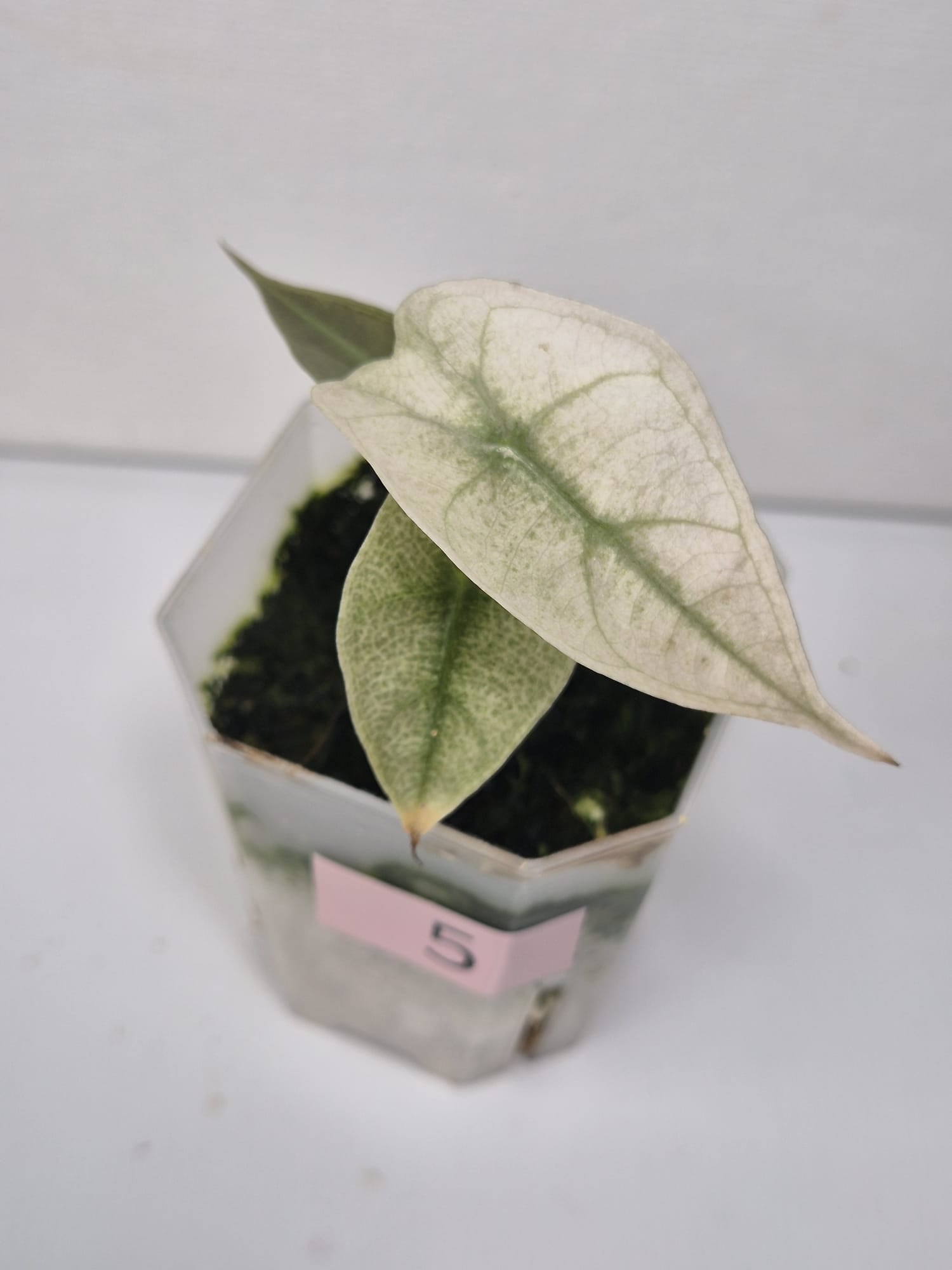 Alocasia Polly Pink Mint/Ghost