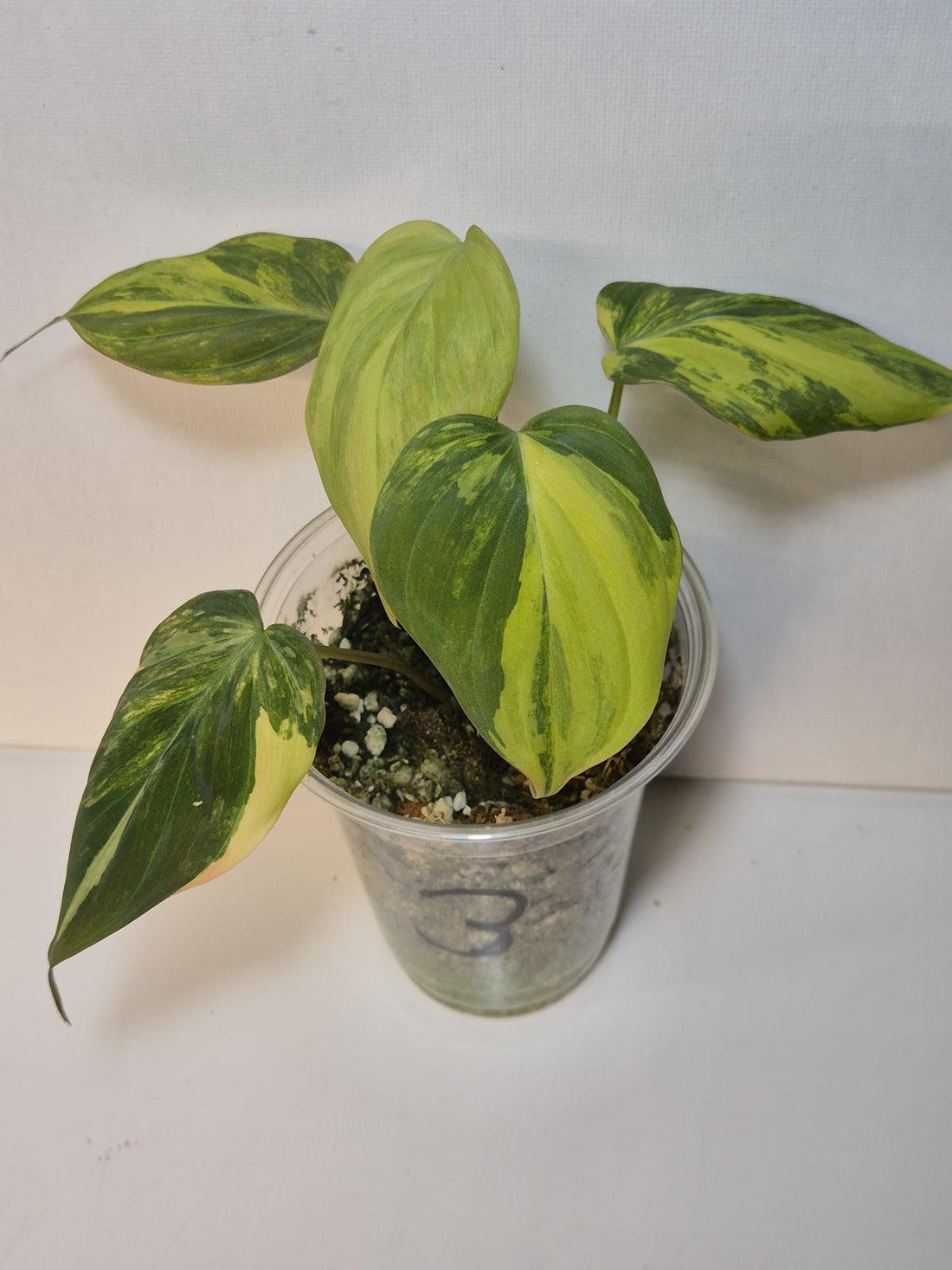 Philodendron Micans Variegata